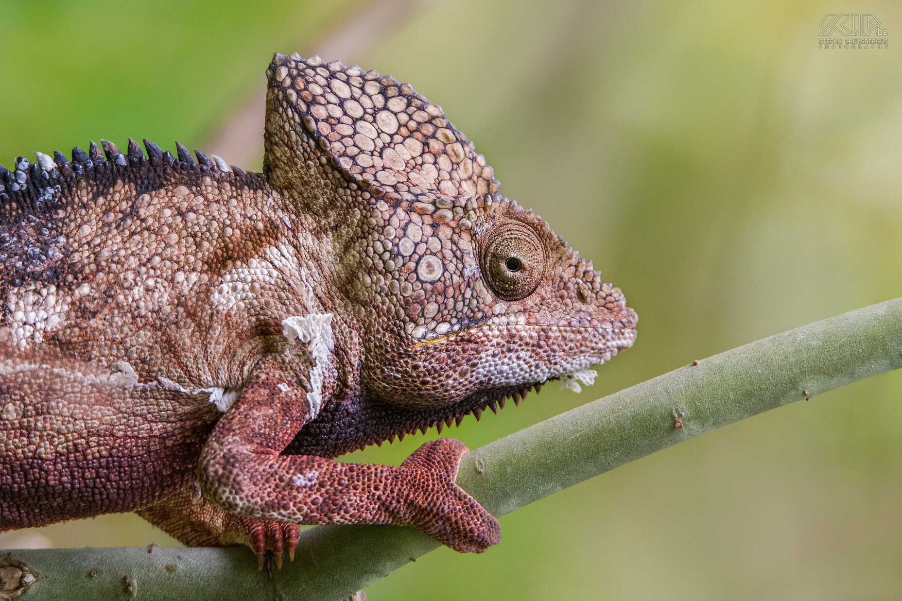 Isalo - Close-up Oustalets kameleon De Oustalets kameleon of reuzenkameleon (Furcifer oustaleti) kan wel 60cm lang worden. Stefan Cruysberghs